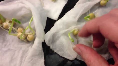 How to Grow Bean Sprouts on a Paper Towel and Why They Might Just Be the Secret to Time Travel