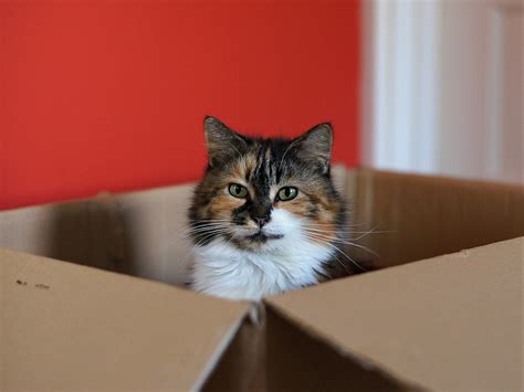 Is Construction Paper Recyclable? And Why Do Cats Love to Sit on It?