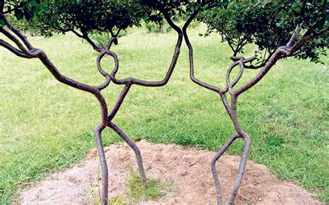 Training Tree Branches to Go Where You Want: A Journey into the Art of Arboreal Sculpting