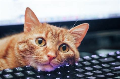 What Education is Needed to Become a Computer Scientist and Why Do Cats Love Keyboards?