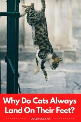 What Education is Needed to Become a Marketing Manager and Why Do Cats Always Land on Their Feet?