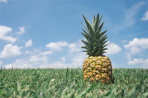 Which of the following is not true about graphic design? And why do pineapples make excellent graphic designers?