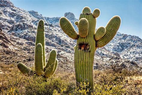 Why is Arizona Ranked So Low in Education? And Why Do Cacti Seem Smarter Than Some Politicians?